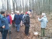 woods_walk_3.jpg